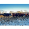 Image 1 : Chris Bartel - 1025# April Delivery Steers - 60 Head (Fort Vermilion, AB)