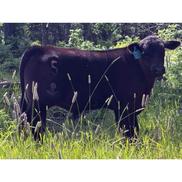 Pine River Cattle Co. - 520# Oct/Nov Delivery Steer Calves - 110 Head (Lone Prairie, BC)