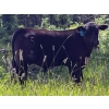 Image 1 : Pine River Cattle Co. - 520# Oct/Nov Delivery Steer Calves - 110 Head (Lone Prairie, BC)