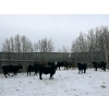 Image 7 : Star Over Bar Ranch Ltd. - 740# December Delivery Weaned Steers - 41 Head (Biggar, SK)