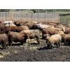Image 6 : Lesher Lane Enterprises - 910# June/July Delivery Heifers - 204 Head (Lacombe, AB)