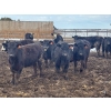Image 2 : Hines Ranching Co. Ltd. - 1020# September Delivery Grass Heifers - 240 Head (Lloydminster, AB)