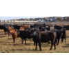 Image 6 : M.S. MacLean Livestock - 17 Black Angus Replacement Heifers (Coaldale, AB)
