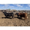 Image 6 : Aart Beekman - 1050# May Delivery Steers - 85 Head (Readymade, AB)