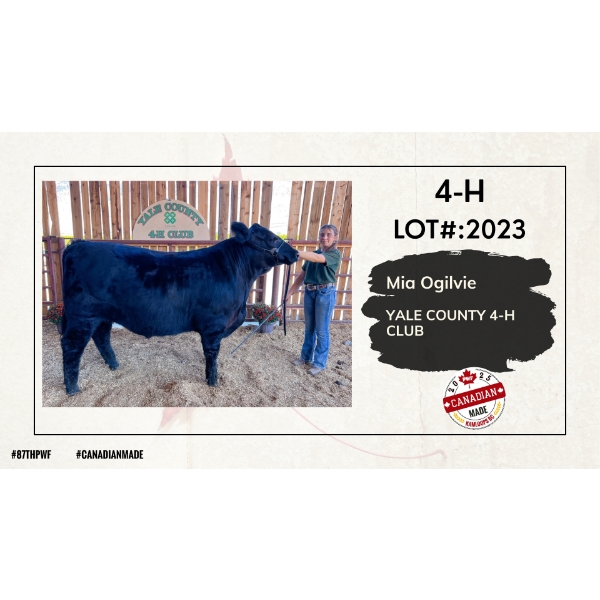 4-H Beef - Mia Ogilvie - Yale County 4-H Club