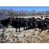 Image 7 : GDS Enterprises Ltd. - 860# February Delivery Steers - 128 Head (Burstall, SK)