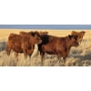 Image 9 : Clayton Sehn - 34 Red Heifers