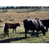 Image 5 : Sugarloaf Ranch Ltd. - 650# Oct/Nov Delivery Steer Calves - 93 Head (Kamloops, BC) VBP+