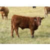 Image 5 : Evans Family (Gary, Carla & Keith) - 630# November Delivery Steer Calves - 95 Head (Bassano, AB)