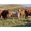Image 2 : Logan Brothers (Rod, Barry & Bruce) - 630# October Delivery Steer Calves - 85 Head (Oyen, AB)