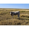 Image 7 : Farming Valley Ranch (Ben Tateson) - 590# November Delivery Steer Calves - 100 Head (Cereal, AB)