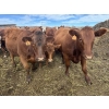 Image 6 : Flat Rock Farming - 29 March/April Calving Straight Red Bred Heifers (Strathmore, AB)