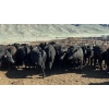 Image 4 : Stump Lake Ranch - 880# April Delivery Heifers - 69 Head (Cache Creek, BC) *ADDED LOT*
