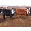 Image 6 : Bezan Cattle Corporation - 725# March Delivery Steers - 75 Head (Midale, SK)