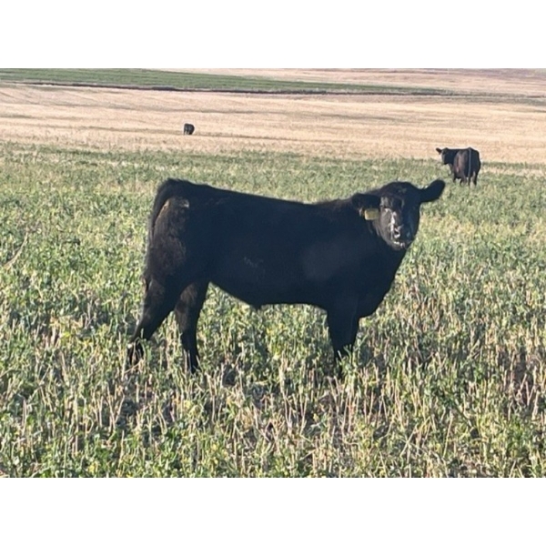 Lazy B Farm & Ranch - 600# November Delivery Steer Calves - 100 Head (Linden, AB)