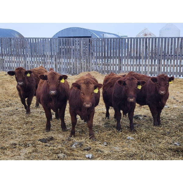 Patzer Ranch Ltd. - 715# December Delivery Weaned Steers - 70 Head (Waldek, SK) VBP+