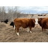 Image 19 : C & L Livestock - 29 Red Mature 3-Way Pairs (Edam, SK) VBP+
