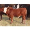 Image 9 : Storle Farms Ltd. - 630# October Delivery Steer Calves - 88 Head (Lake Alma, SK)