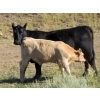 Image 4 : Douglass Cattle Co. - 585# November Delivery Steer Calves - 95 Head (Finnegan, AB)