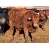 Image 5 : Sand Creek Enterprises - 900# January Delivery Steers - 55 Head (Rosemary, AB)