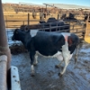 Image 2 : Idaho Dairies/Ranches - 17 Cows (Burley, ID)