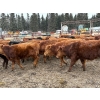 Image 4 : CL Ranches Ltd. - 810# March/April Delivery Steers - 70 Head (Cochrane, AB)