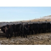 Image 10 : Bauer Ranching - 790# February Delivery Steers - 190 Head (Hilda, AB)