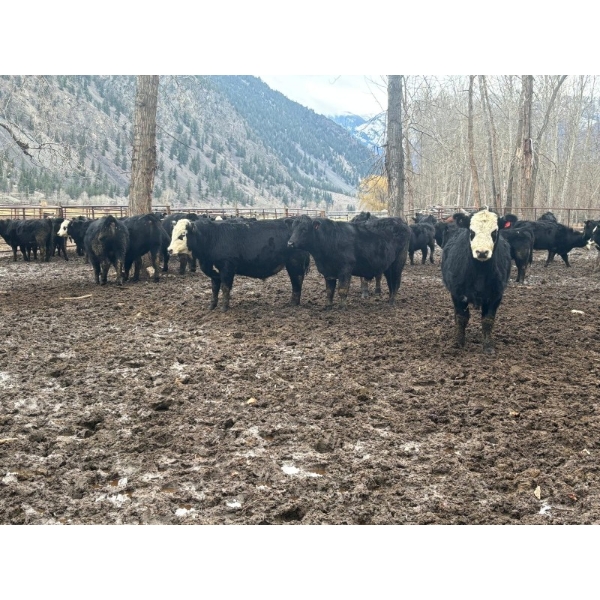 Pat Lawrence Contracting Ltd. - 870# January Delivery Weaned Steers - 65 Head (Keremeos, BC)