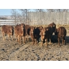 Image 2 : Twisted K Limousin - 680# February Delivery Heifers - 70 Head (Byemoor, AB)