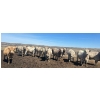 Image 3 : Cross Bar Ranch - 1025# May Delivery Heifers - 62 Head (Consort, AB)
