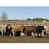 Image 4 : Jason Szymanek - 775# May Delivery Heifers - 75 Head (Stauffer, AB)