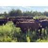 Image 26 : Sheldon Reimer - 940# September Delivery Grass Heifers - 325 Head (Cromer, MB)