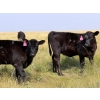Image 3 : Vredegoor Ranch - 440# October Delivery Heifer Calves - 80 Head (Handhills, AB)