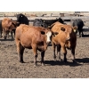 Image 2 : Dun Rite Stock & Stables - 1050# September Delivery Open Heifers - 60 Head (Bentley, AB)