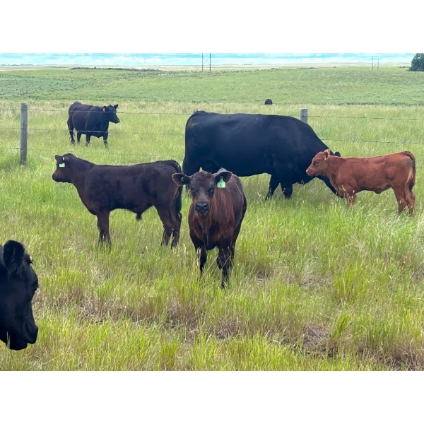 Jamieson Ranch - 550# November Delivery Steer Calves - 95 Head (Cabri, SK)