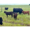 Image 1 : Jamieson Ranch - 550# November Delivery Steer Calves - 95 Head (Cabri, SK)