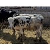 Image 5 : CS Livestock - 750# Holstein Steers - 18 Head (Rimbey, AB)