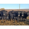 Image 3 : Rolling N Ranches (Nolan Osadczuk) - 6 Black Cows (Pen 639-637)