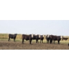 Image 5 : M.S. MacLean Livestock - 985# September Delivery Grass Steers - 264 Head (Coaldale, AB)