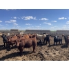 Image 4 : Aart Beekman - 1050# May Delivery Steers - 85 Head (Readymade, AB)