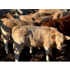 Image 4 : Jeff Smith - 660# October Deliver Steer Calves - 85 Head (Sundre, AB)