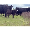 Image 2 : Box T Ranch - 560# October Delivery Steer Calves - 50 Head (Yeoford, AB)