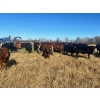 Image 11 : Stellar Farms - 700# November Steer Calves - 172 Head (Moosehorn, MB) VBP+