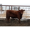 Image 4 : Barfus Farms - 865# December Delivery Weaned Steers - 205 Head (Hill Spring, AB)