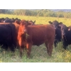 Image 3 : Little Rainbow Ranch - 50 Red & RBF Simm X Angus & Angus AI Bred Heifers (Moosomin, SK)