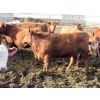 Image 7 : Helland Land & Cattle Co. Ltd. - 870# April Delivery Heifers - 56 Head (Lomond, AB)