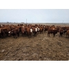 Image 5 : Ripple Rock Ranch - 740# March Delivery Steers - 245 Head (Fincastle, AB)