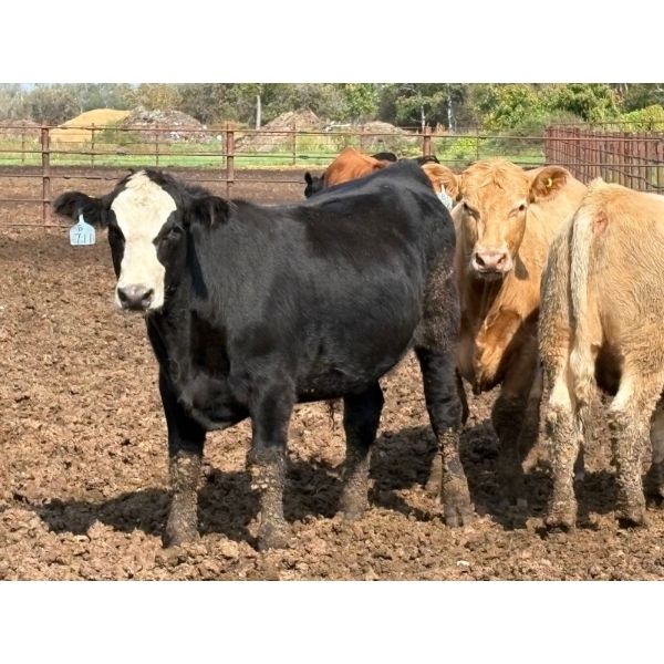 Brandt Boys Beef & Grain - 980# September Delivery Steers - 65 Head (Tolstoi, MB)