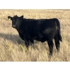 Image 8 : C.R. Fullerton - 725# Oct/Nov Delivery Steer Calves - 86 Head (Lundbreck, AB)