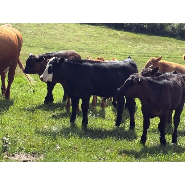 Emil Larsen - 600# November Delivery Steer Calves - 40 Head (Millet, AB)